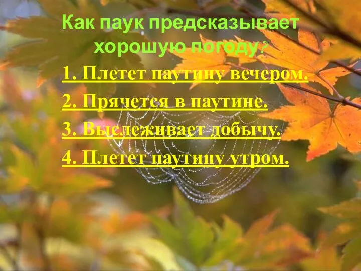 Как паук предсказывает хорошую погоду? 1. Плетет паутину вечером. 2. Прячется