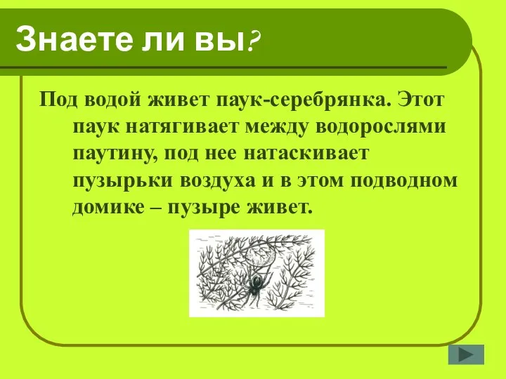 Знаете ли вы? Под водой живет паук-серебрянка. Этот паук натягивает между