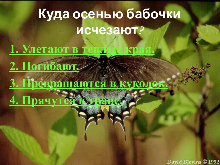 Куда осенью бабочки исчезают? 1. Улетают в теплые края. 2. Погибают.