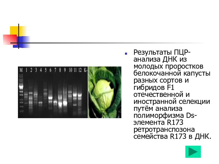 Результаты ПЦР-анализа ДНК из молодых проростков белокочанной капусты разных сортов и