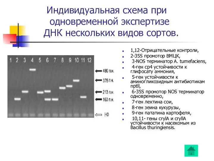 Индивидуальная схема при одновременной экспертизе ДНК нескольких видов сортов. 1,12-Отрицательные контроли,