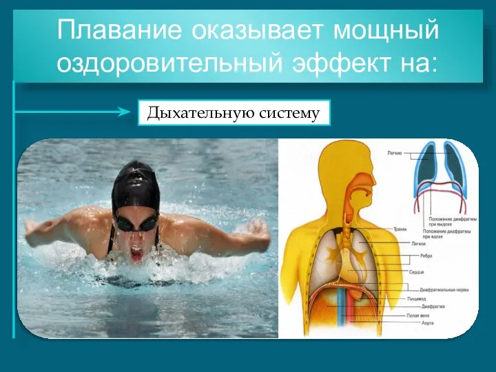 Плавание оказывает мощный оздоровительный эффект на: Дыхательную систему