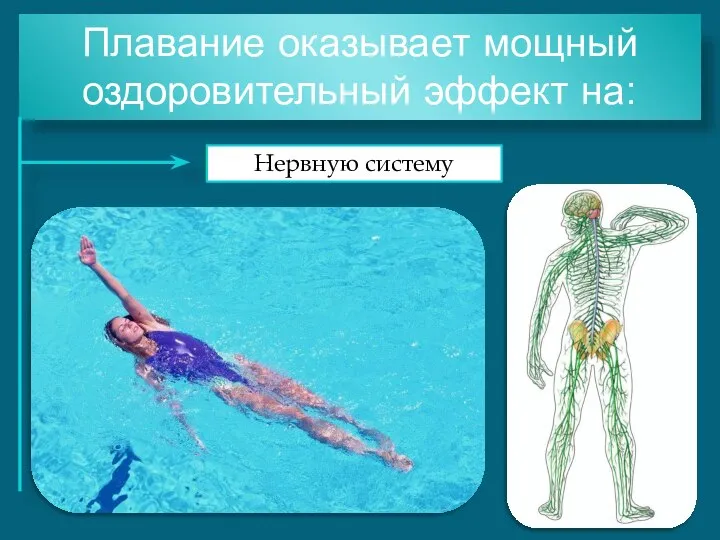 Плавание оказывает мощный оздоровительный эффект на: Нервную систему