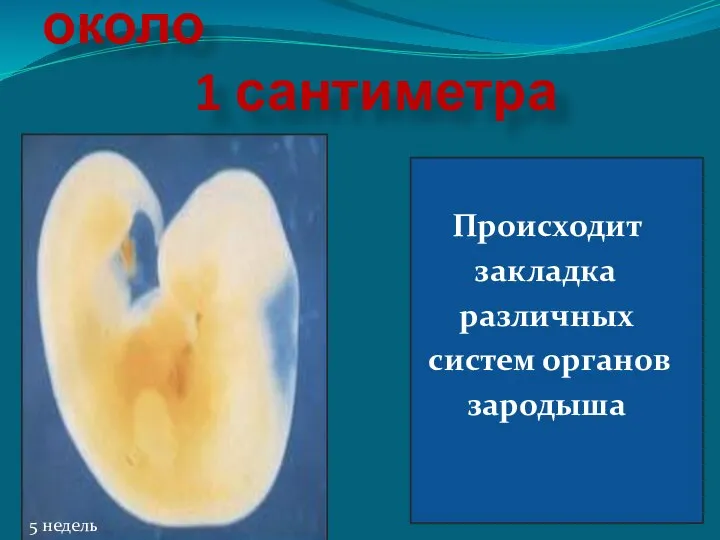 Длина зародыша около 1 сантиметра Происходит закладка различных систем органов зародыша