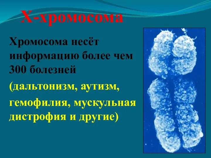 Х-хромосома Хромосома несёт информацию более чем 300 болезней (дальтонизм, аутизм, гемофилия, мускульная дистрофия и другие)