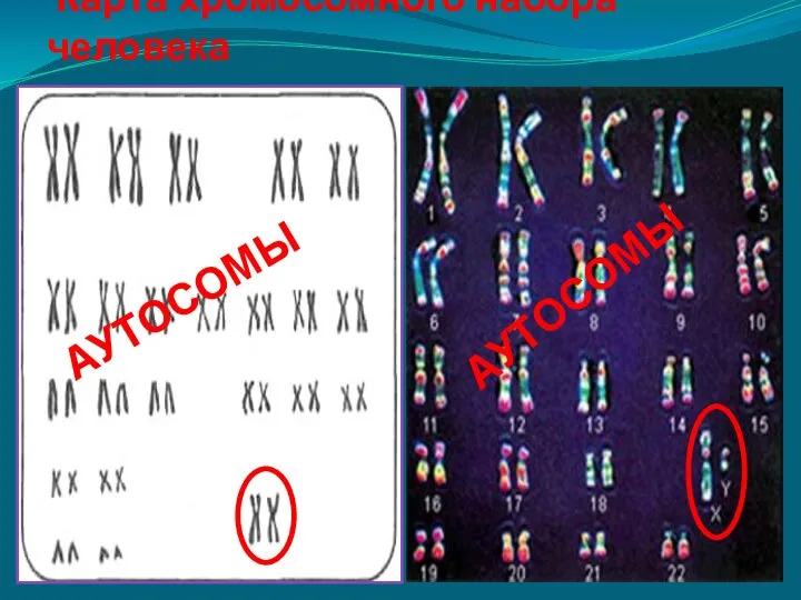 Карта хромосомного набора человека АУТОСОМЫ АУТОСОМЫ