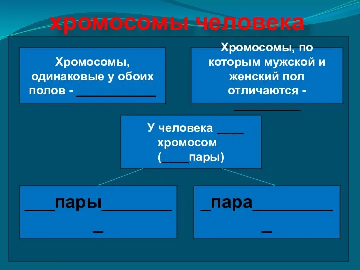 хромосомы человека Хромосомы, одинаковые у обоих полов - ____________ Хромосомы, по