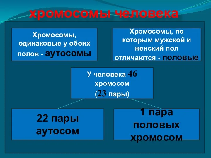 хромосомы человека Хромосомы, одинаковые у обоих полов - аутосомы Хромосомы, по