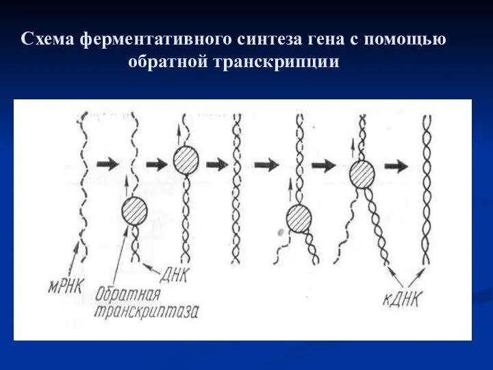 Схема ферментативного синтеза гена с помощью обратной транскрипции