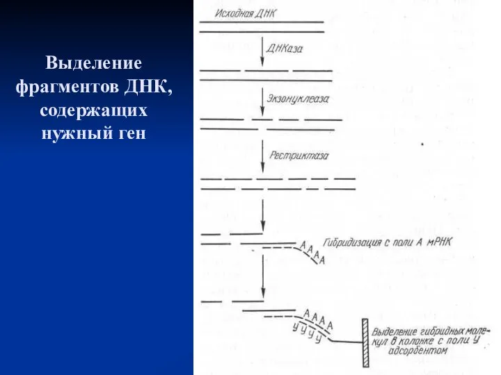 Выделение фрагментов ДНК, содержащих нужный ген