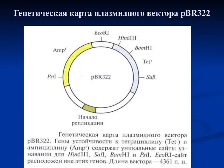 Генетическая карта плазмидного вектора pBR322