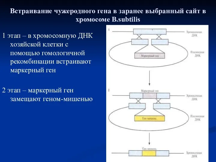 Встраивание чужеродного гена в заранее выбранный сайт в хромосоме B.subtilis 1