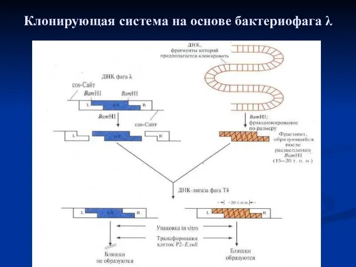 Клонирующая система на основе бактериофага λ