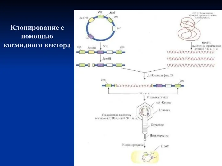 Клонирование с помощью космидного вектора
