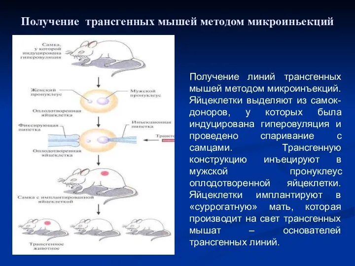 Получение линий трансгенных мышей методом микроинъекций. Яйцеклетки выделяют из самок-доноров, у