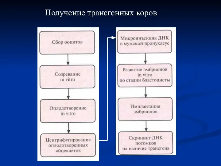 Получение трансгенных коров