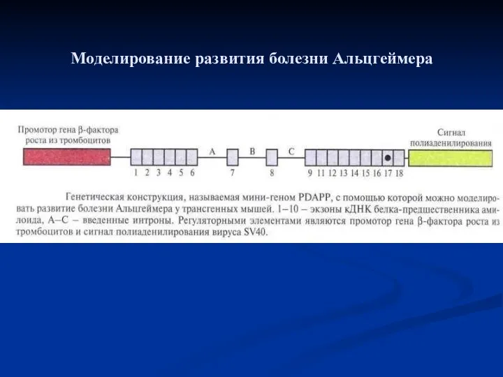 Моделирование развития болезни Альцгеймера