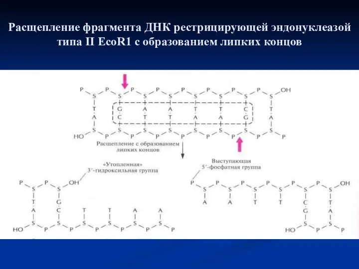 Расщепление фрагмента ДНК рестрицирующей эндонуклеазой типа II EcoR1 с образованием липких концов