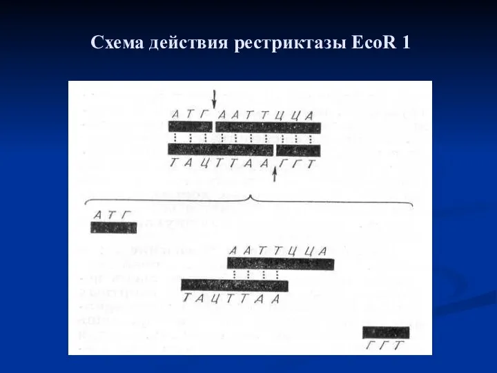 Схема действия рестриктазы EcoR 1