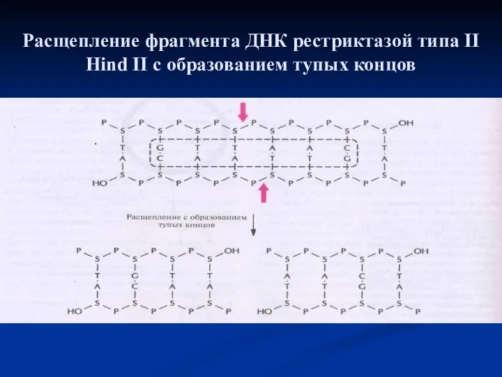 Расщепление фрагмента ДНК рестриктазой типа II Hind II с образованием тупых концов