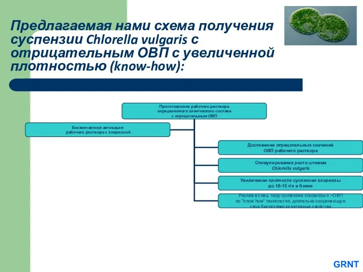 Предлагаемая нами схема получения суспензии Chlorella vulgaris с отрицательным ОВП с увеличенной плотностью (know-how): GRNT