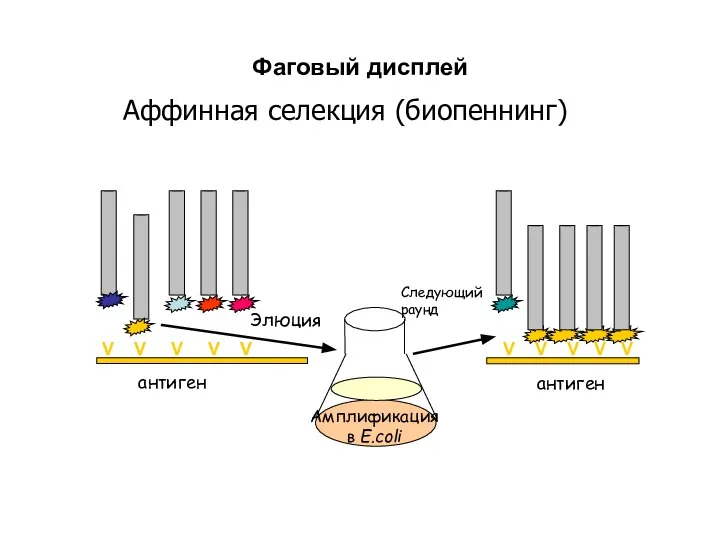 Фаговый дисплей Следующий раунд Элюция V V V V V V