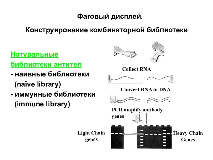 Collect RNA Convert RNA to DNA PCR amplify antibody genes Heavy