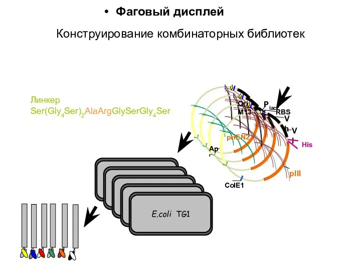 Фаговый дисплей Линкер Ser(Gly4Ser)2AlaArgGlySerGly4Ser Конструирование комбинаторных библиотек