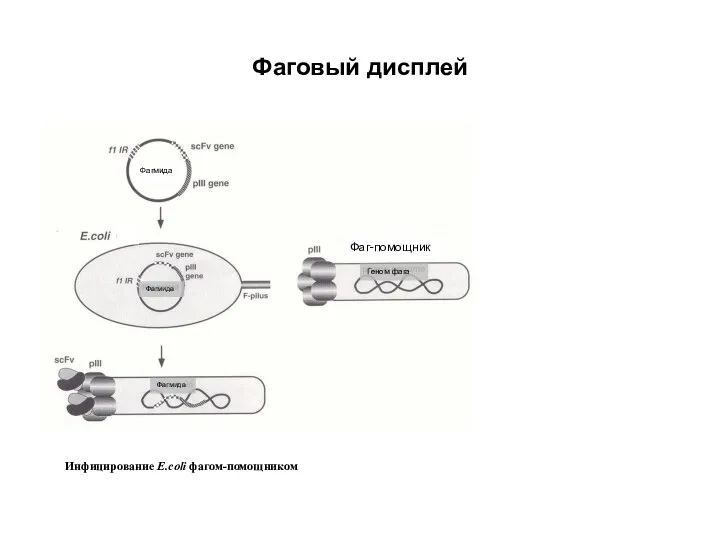 Фаговый дисплей