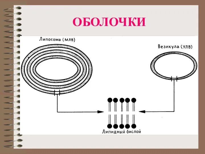 ОБОЛОЧКИ