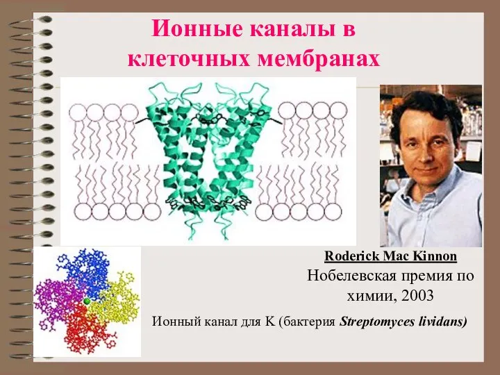 Ионные каналы в клеточных мембранах Roderick Mac Kinnon Нобелевская премия по