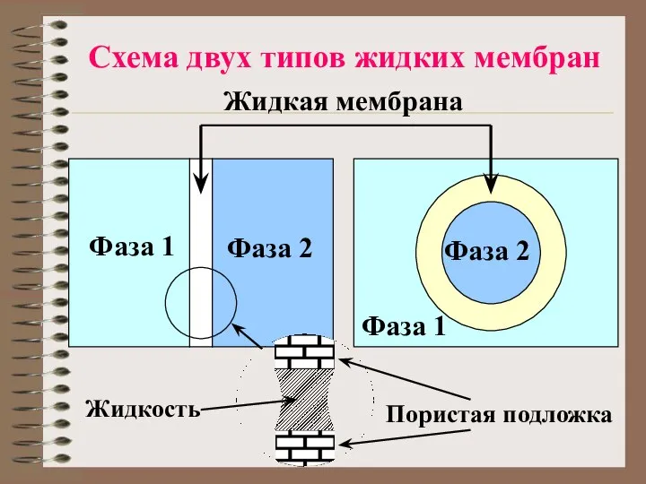 Схема двух типов жидких мембран Фаза 2 Фаза 1 Фаза 1