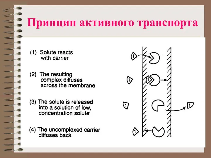 Принцип активного транспорта