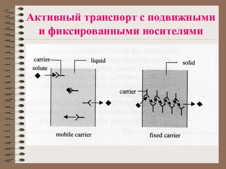 Активный транспорт с подвижными и фиксированными носителями