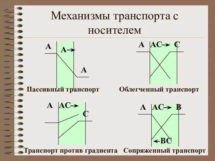 Механизмы транспорта с носителем А А А А C АC А