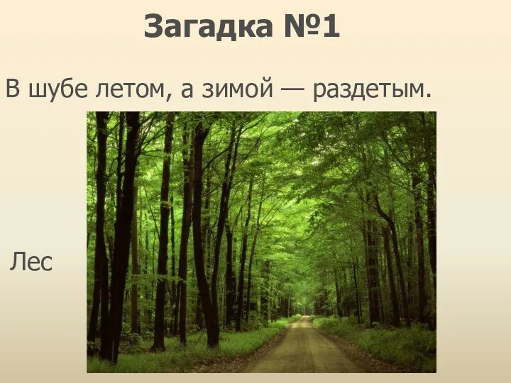 В шубе летом, а зимой — раздетым. Лес Загадка №1