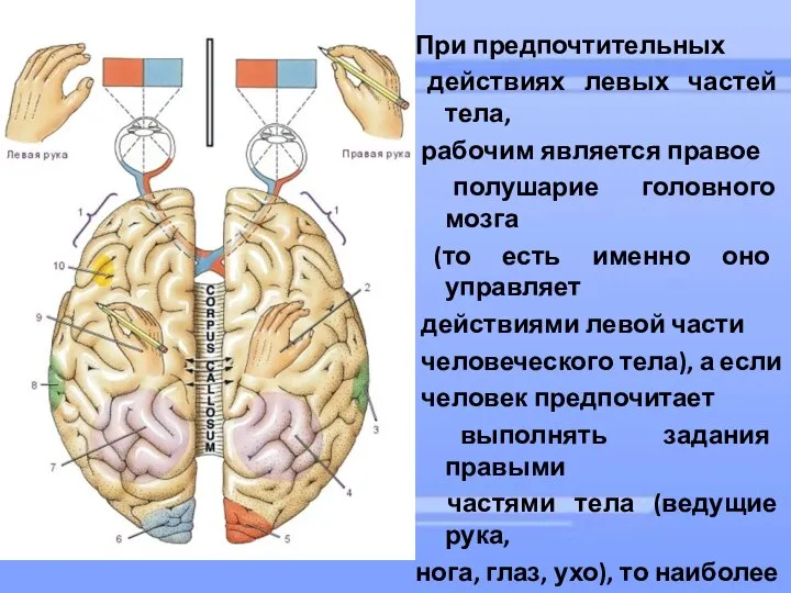 При предпочтительных действиях левых частей тела, рабочим является правое полушарие головного