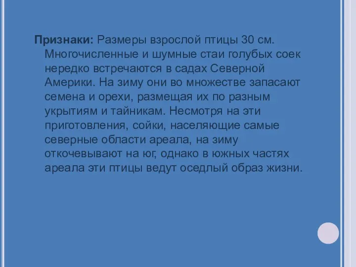 Признаки: Размеры взрослой птицы 30 см. Многочисленные и шумные стаи голубых