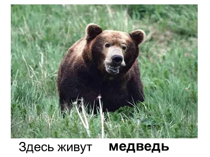 Здесь живут медведь