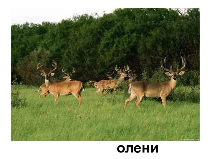 олени