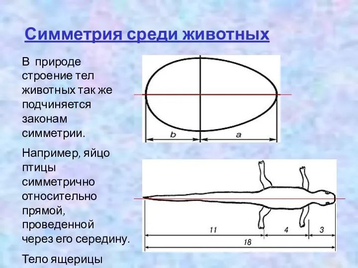 Симметрия среди животных В природе строение тел животных так же подчиняется