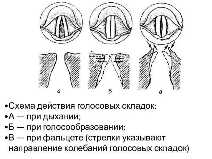 Схема действия голосовых складок: А — при дыхании; Б — при