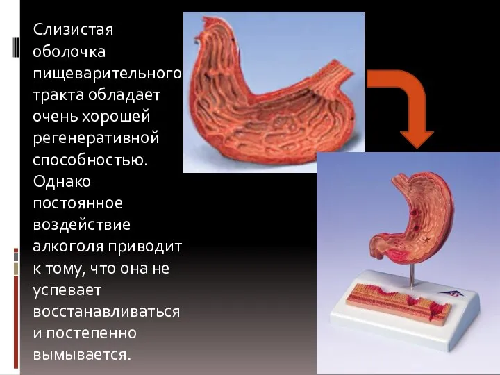 Слизистая оболочка пищеварительного тракта обладает очень хорошей регенеративной способностью. Однако постоянное