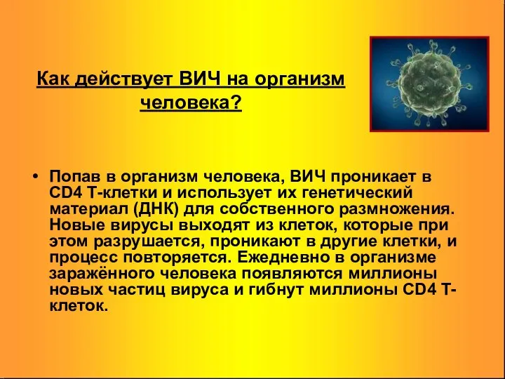 Как действует ВИЧ на организм человека? Попав в организм человека, ВИЧ