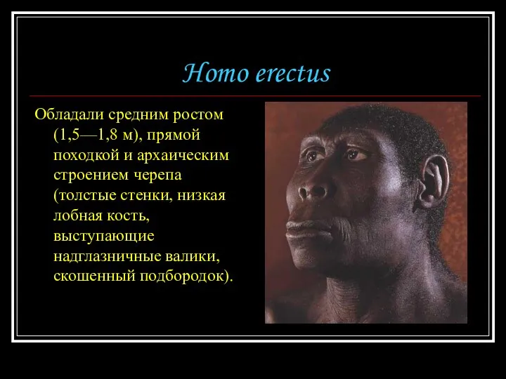 Homo erectus Обладали средним ростом (1,5—1,8 м), прямой походкой и архаическим