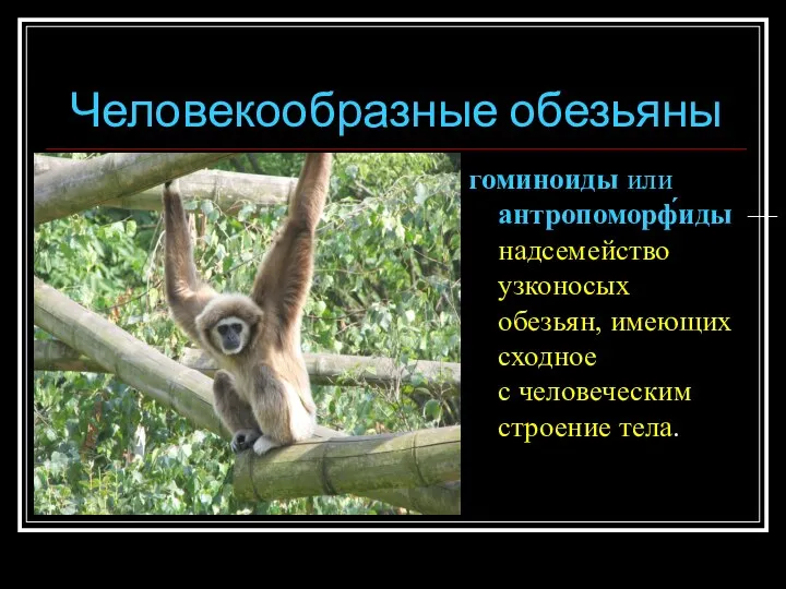 Человекообразные обезьяны гоминоиды или антропоморф́иды — надсемейство узконосых обезьян, имеющих сходное с человеческим строение тела.