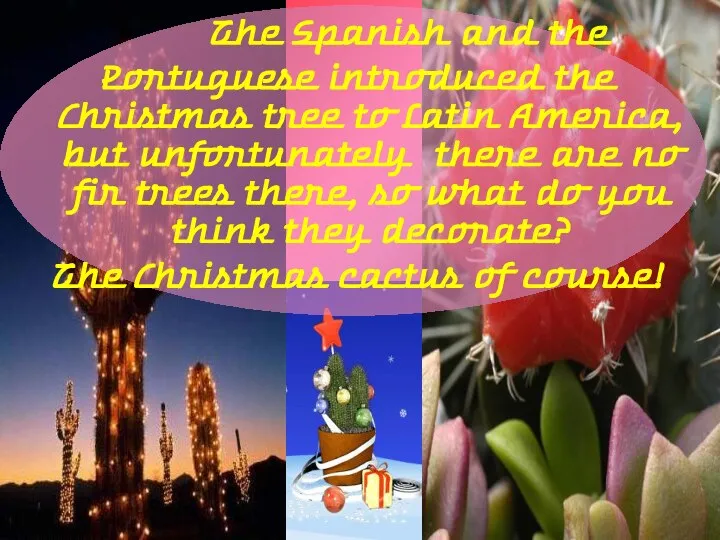 The Spanish and the Portuguese introduced the Christmas tree to Latin