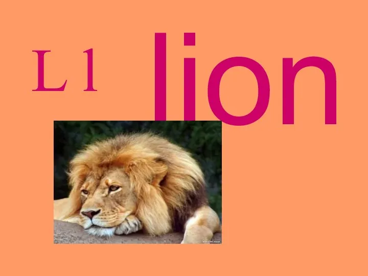 L l lion