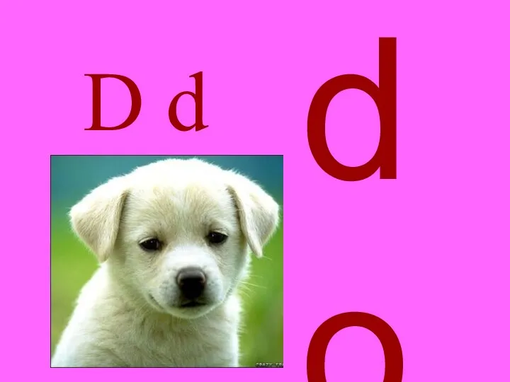 D d dog