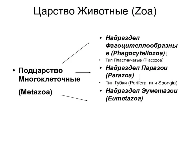 Царство Животные (Zoa) Подцарство Многоклеточные (Metazoa) Надраздел Фагоцителлообразные (Phagocytellozoa) Тип Пластинчатые